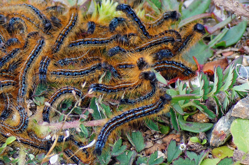 Nidiata di bruchi da identificare